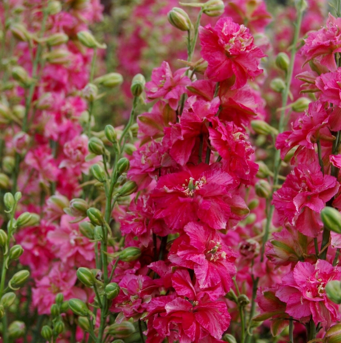 Larkspur Variety: Smokey Eyes, Carmine, Dark Blue (40 seeds for each variety x3)
