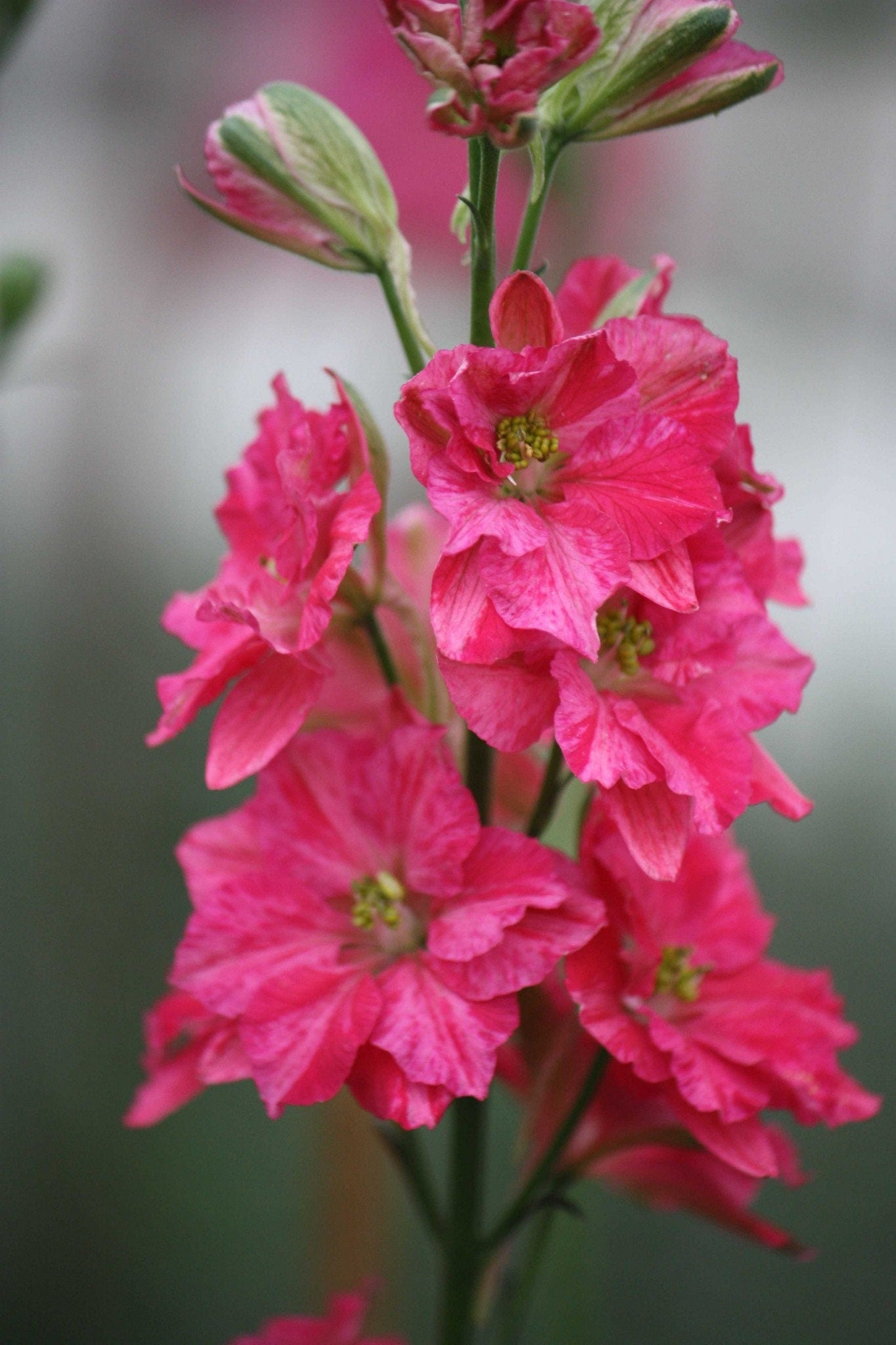 Larkspur Variety: Smokey Eyes, Carmine, Dark Blue (40 seeds for each variety x3)