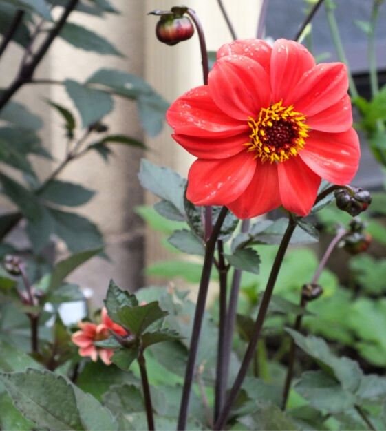 40 Dahlia Bishop's Child Mix seeds