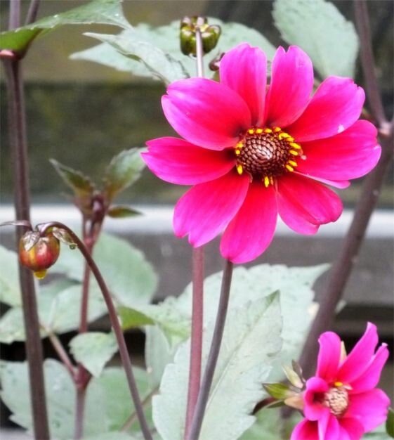 40 Dahlia Bishop's Child Mix seeds