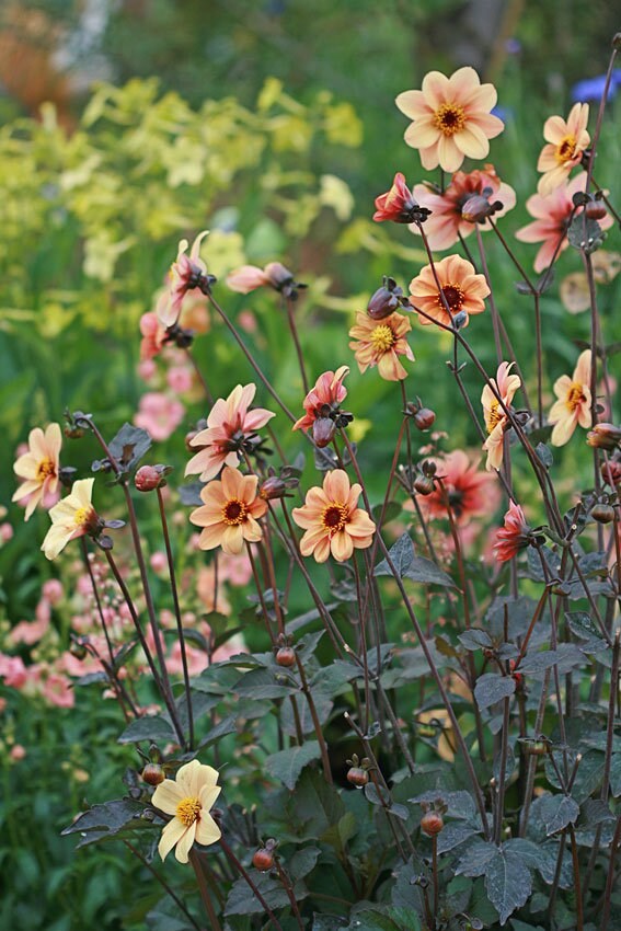 Dahlia Bishop's Child Mix seeds
