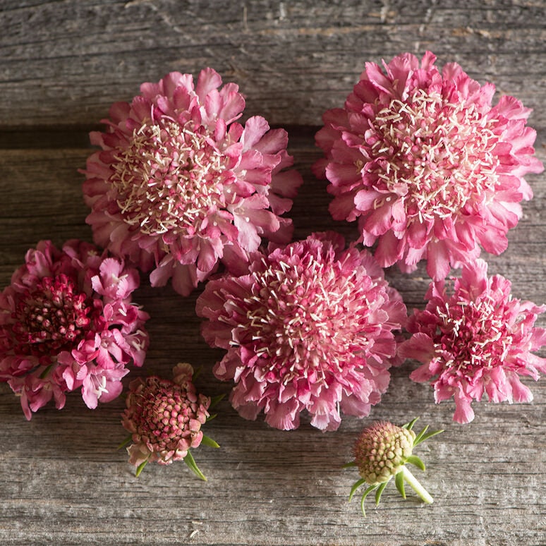 Scabiosa Salmon Rose seeds