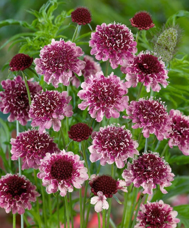 Scabiosa Beaujolais Bonnets seeds