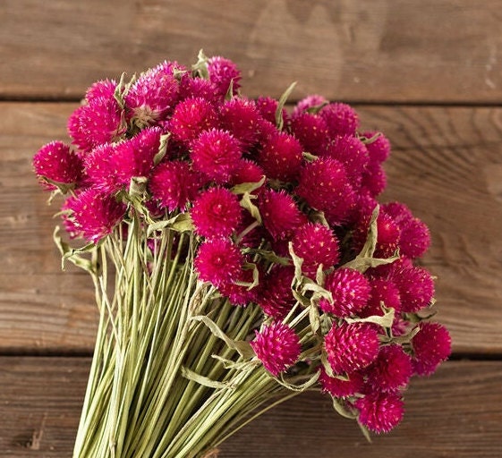 Gomphrena Carmine seeds