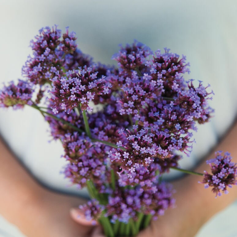 Tall Verbena seeds