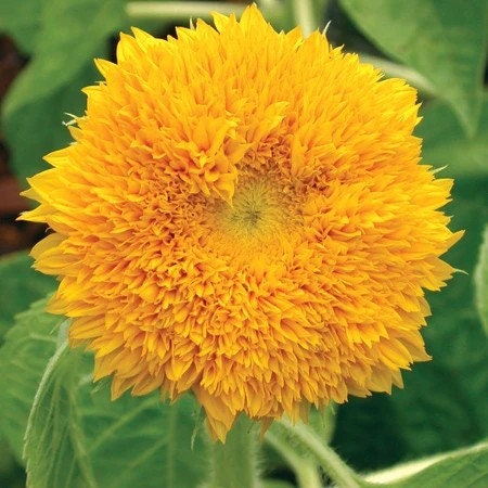Sunflower Teddy Bear seeds