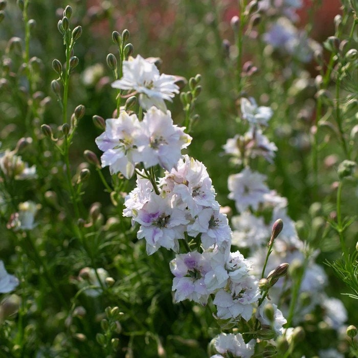 Larkspur Variety: Smokey Eyes, Carmine, Dark Blue (40 seeds for each variety x3)