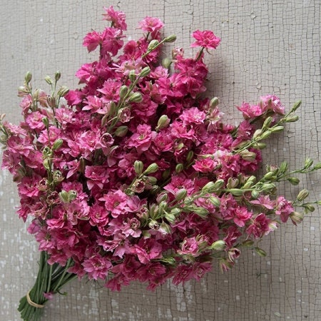 Larkspur Variety: Smokey Eyes, Carmine, Dark Blue (40 seeds for each variety x3)