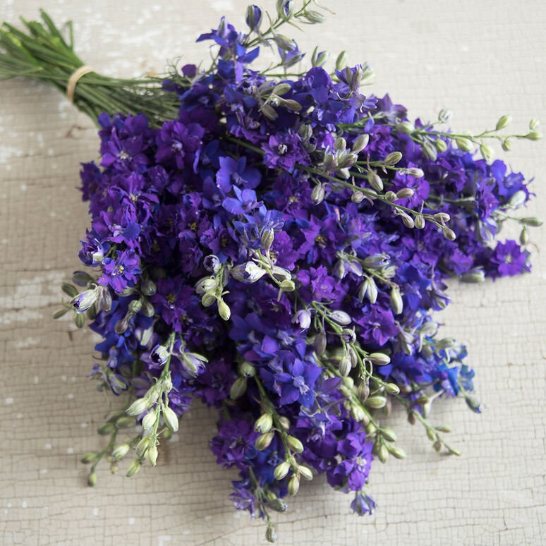 Larkspur Variety: Smokey Eyes, Carmine, Dark Blue (40 seeds for each variety x3)