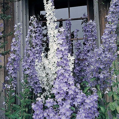 Campanula Pyramidalis mix seeds