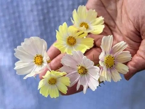 40 Cosmos Kiiro seeds