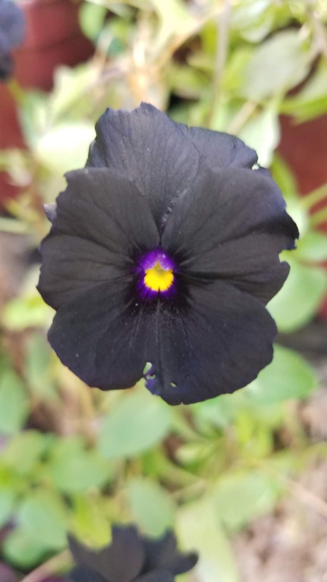 50 Viola Back to Black seeds