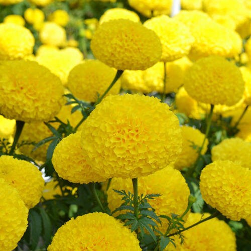 Giant Crackerjack Mary Helen Marigold seeds