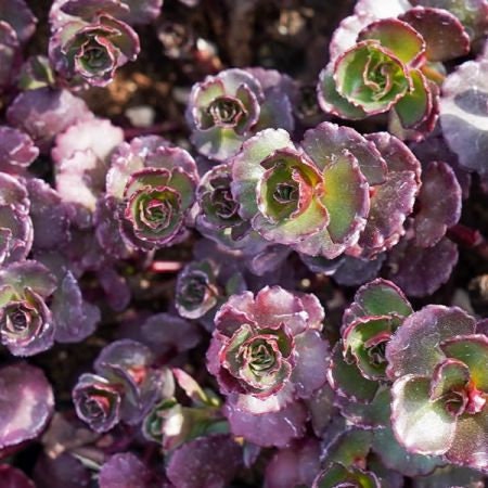 purple succulent ground cover 50+ Sedum Purple Carpet Succulent seeds