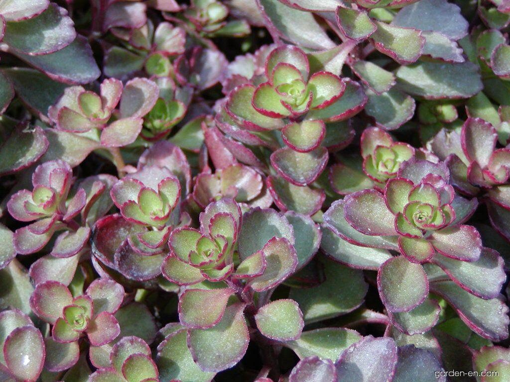 Sedum Purple Carpet Succulent seeds