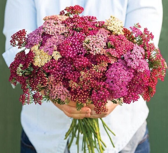 Yarrow Flowerburst Red Shades seeds
