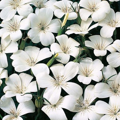 Agrostemma Mix seeds