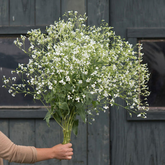 40 Saponaria Pink and White Beauty Mix seeds