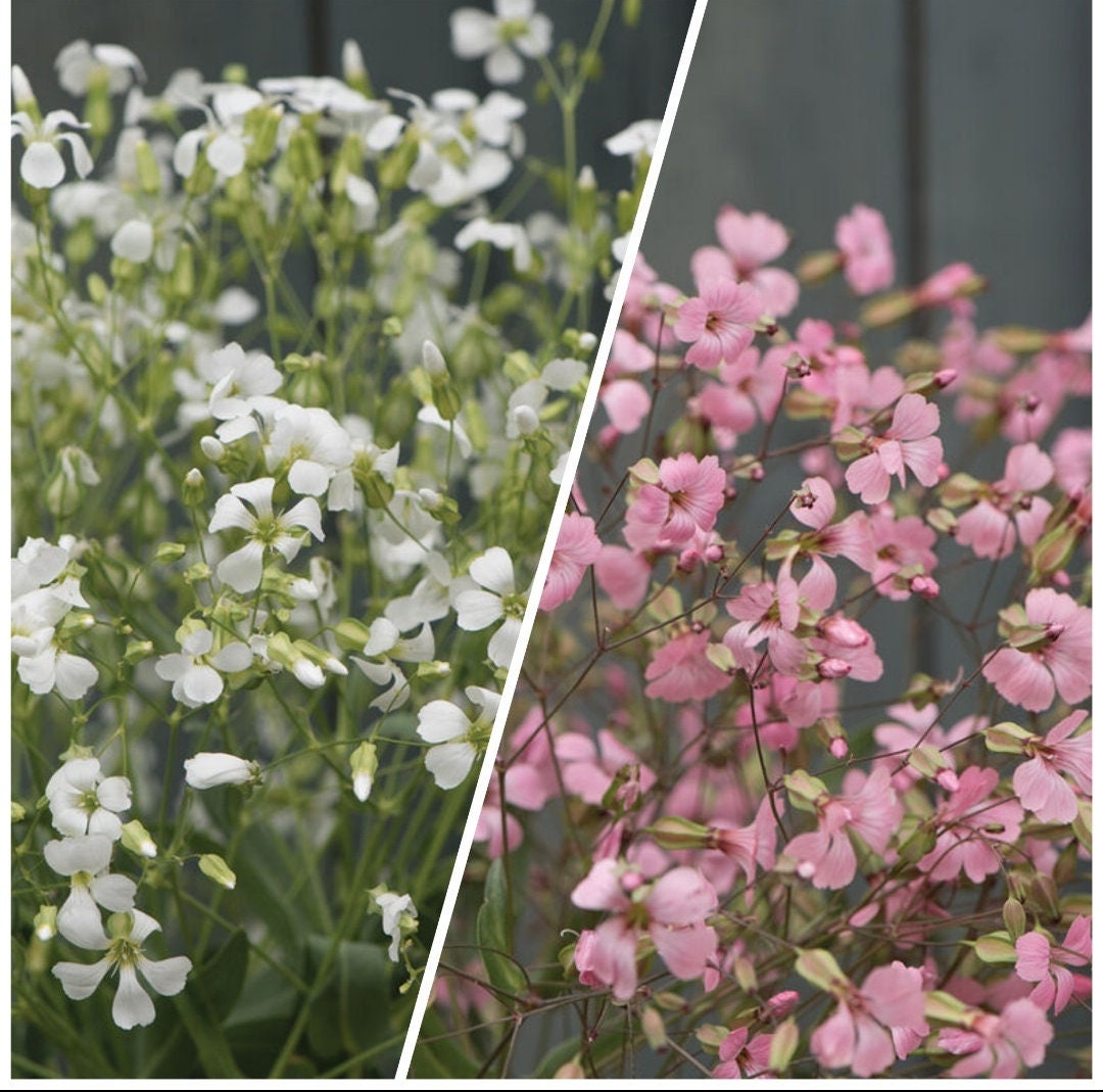 Saponaria Pink and White Beauty Mix seeds