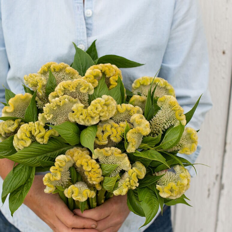 Celosia Variety: Orange Queen, Cramers' Lemon Lime and Flamingo Feather (30+ seeds for each variety x3)