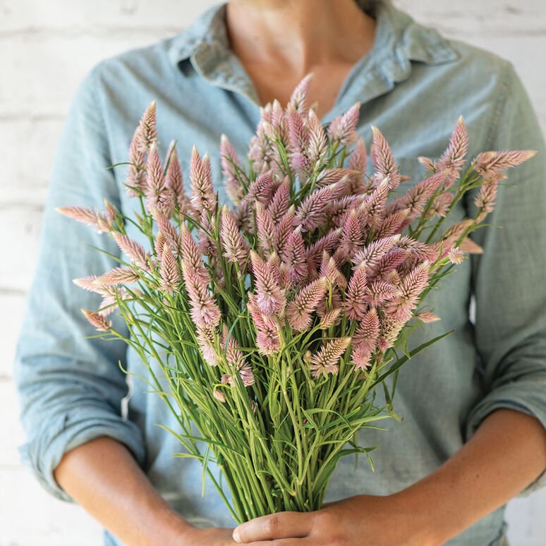 Celosia Variety: Orange Queen, Cramers' Lemon Lime and Flamingo Feather (30+ seeds for each variety x3)