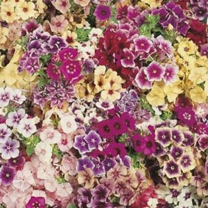 Phlox Grandiflora Mix seeds