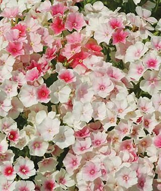 40 Phlox Blushing Bride seeds