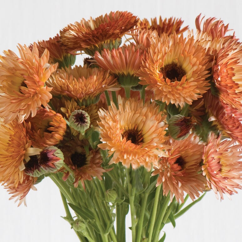40 Calendula Mix seeds