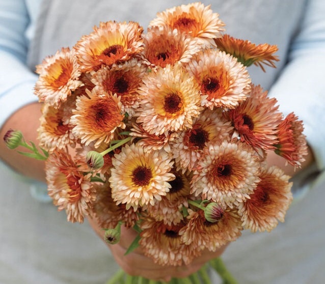 40 Calendula Mix seeds