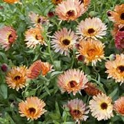 Calendula Orange Flash seeds