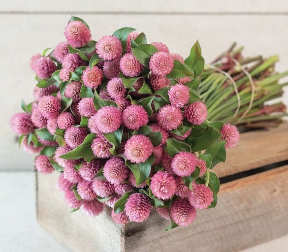 Gomphrena Raspberry Creme seeds