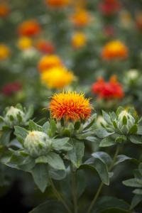 30 Zanzibar Safflower seeds