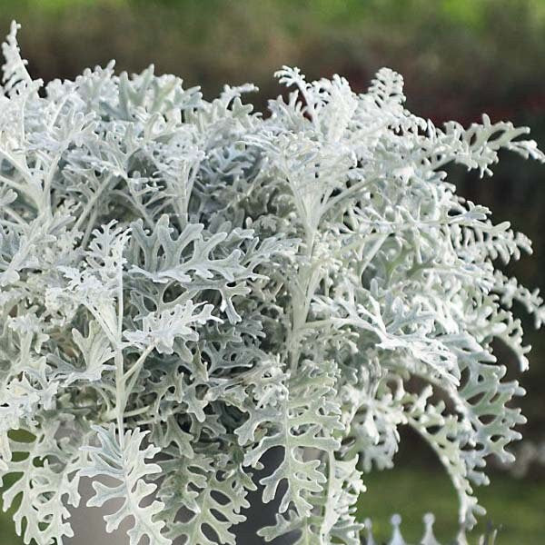 Dusty Miller Silverdust seeds