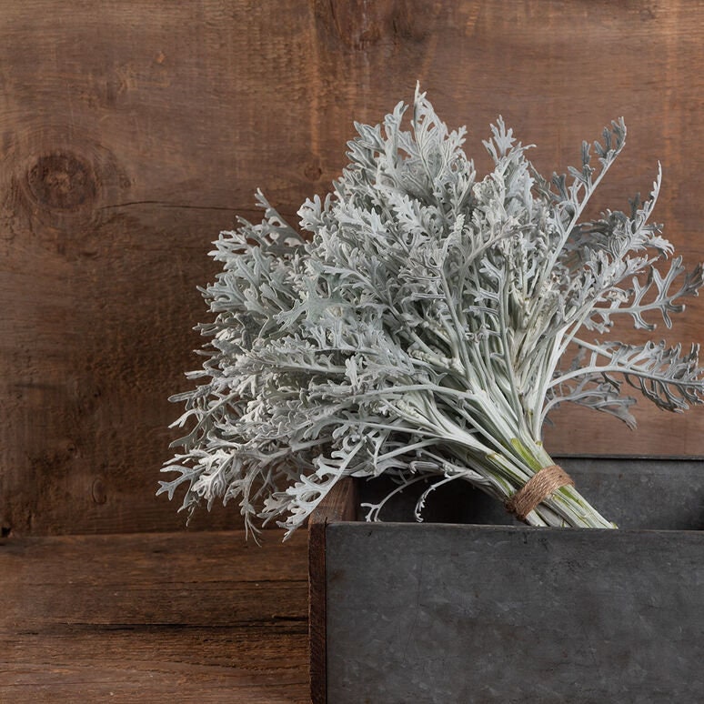 Dusty Miller Silverdust seeds