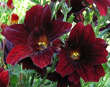 Salpiglossis Black Trumpets seeds