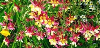 Columbine Koralle seeds