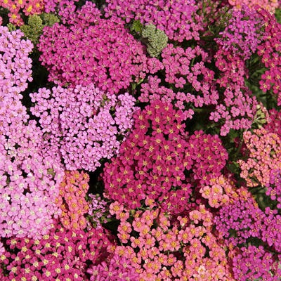 Yarrow Flowerburst Red Shades seeds