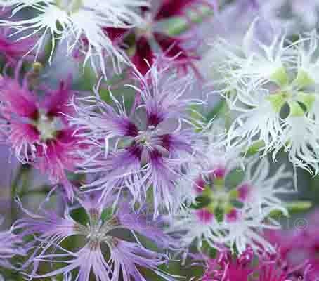 Dianthus Superbus Spooky mix seeds