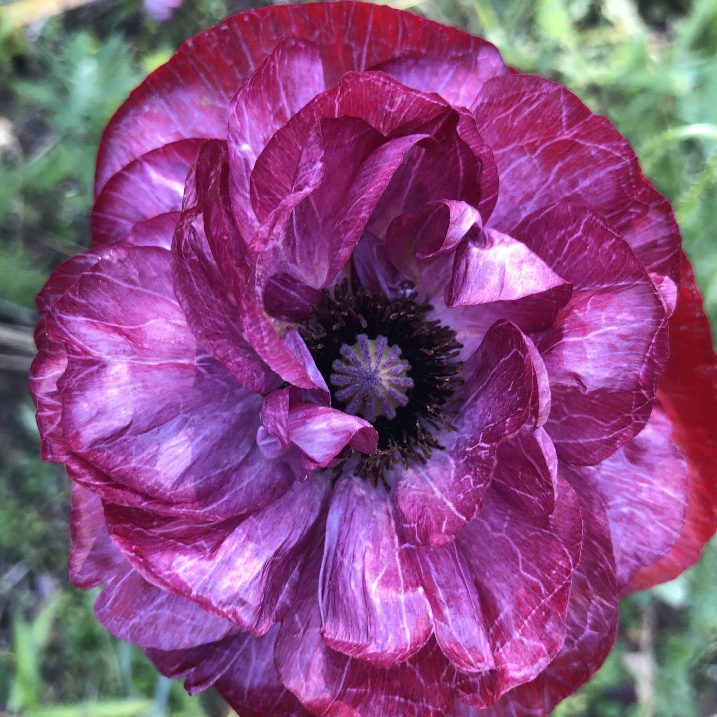 Pandora Poppy seeds