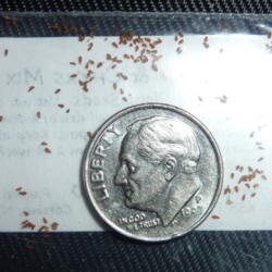 Sedum Purple Carpet Succulent seeds