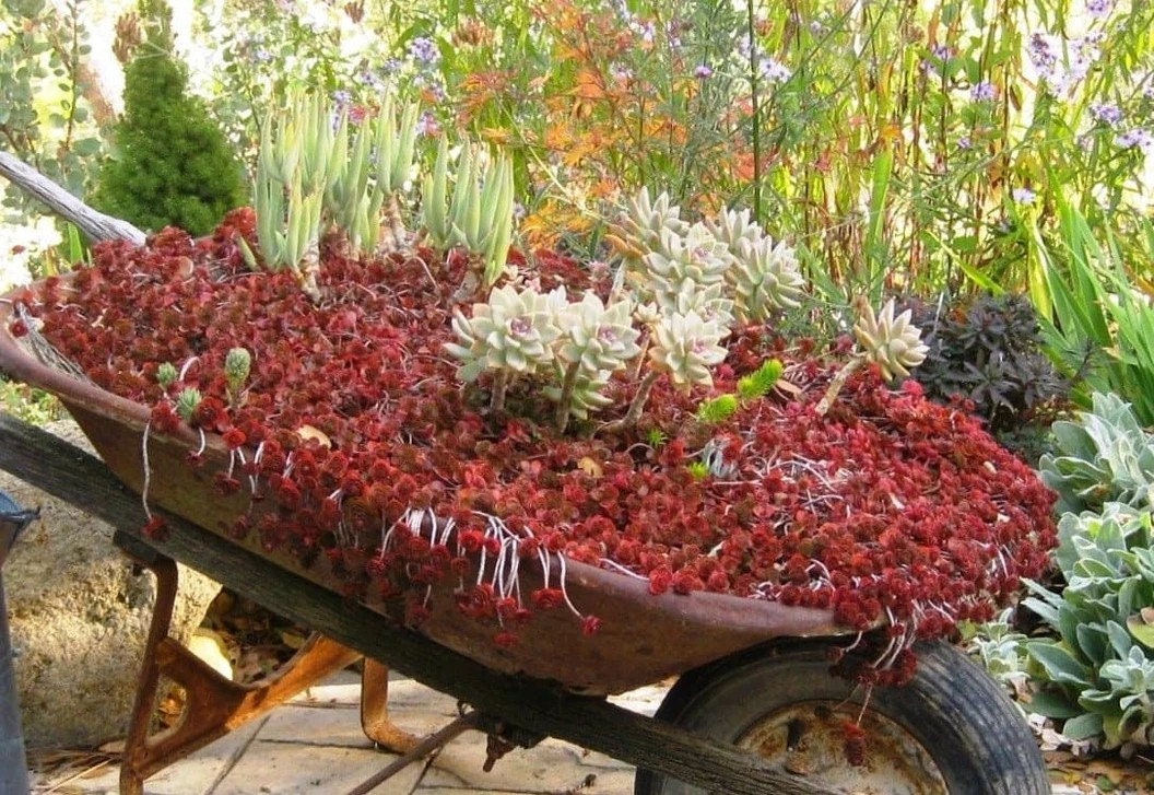 blood succulent 50+ Sedum Dragon's Blood Succulent seeds
