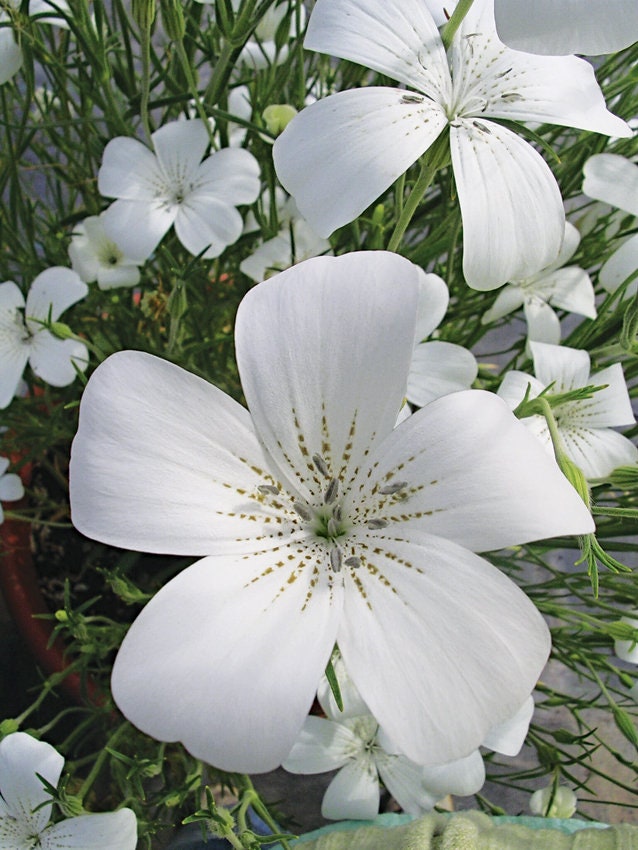 40 Agrostemma Mix seeds