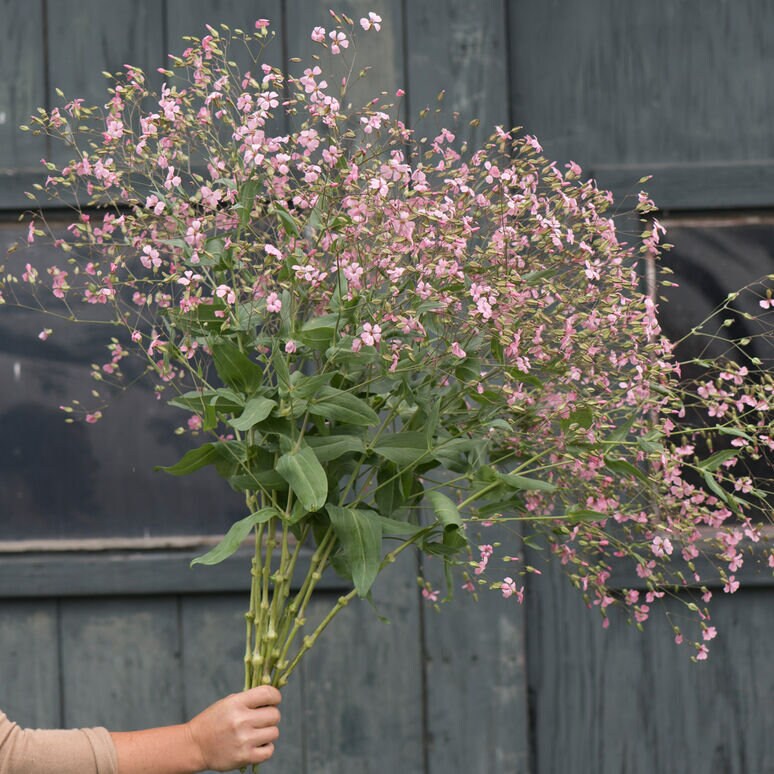 40 Saponaria Pink and White Beauty Mix seeds