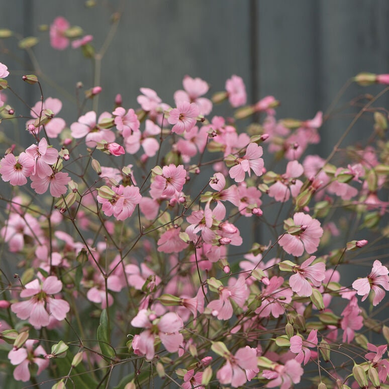 40 Saponaria Pink and White Beauty Mix seeds