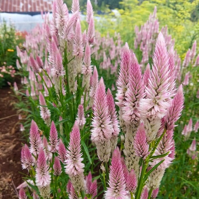 Celosia Variety: Orange Queen, Cramers' Lemon Lime and Flamingo Feather (30+ seeds for each variety x3)
