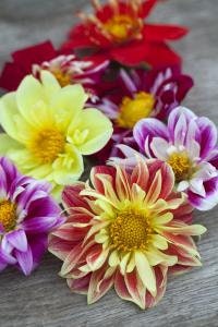 Dahlia variety: Dandy Improved, Bishop's Child, Showtime/Showpiece, Pompon (30-40 seeds per variety x4)