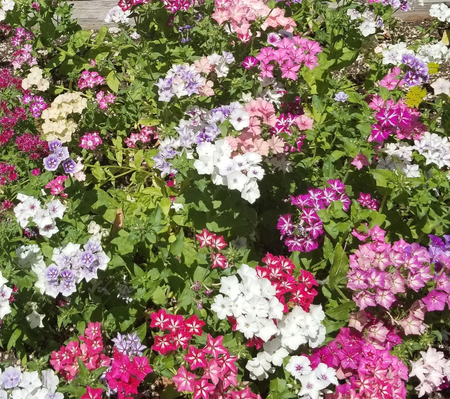 Phlox Grandiflora Mix seeds