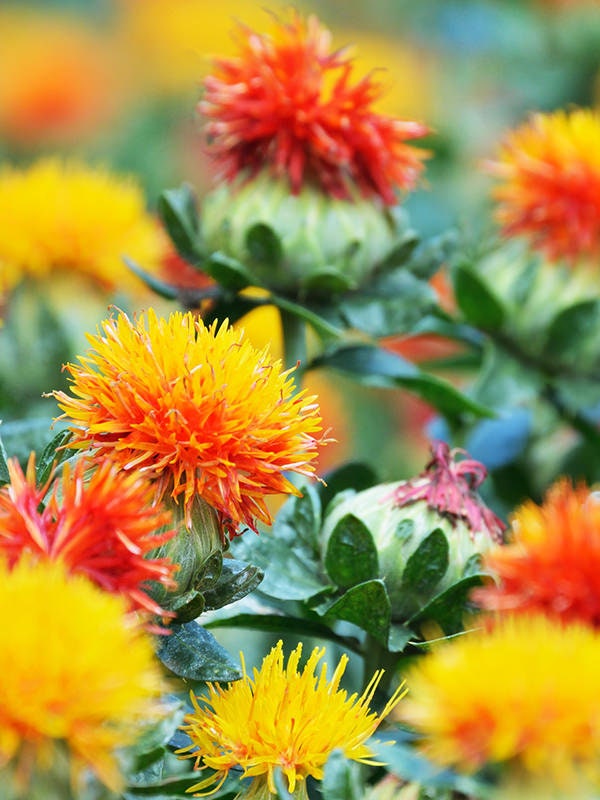 safflower seeds for planting 30 Zanzibar Safflower seeds – GardeningTreasures
