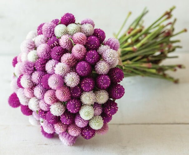 40 Gomphrena QIS Mix seeds