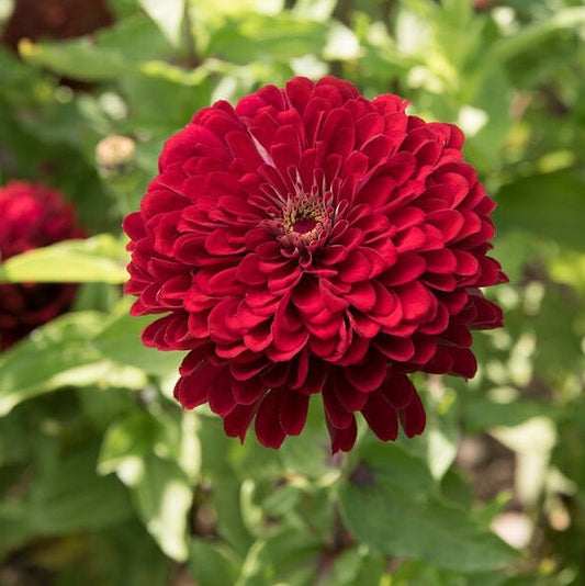 Zinnia Deep Red Giant Dahlia Flowered seeds